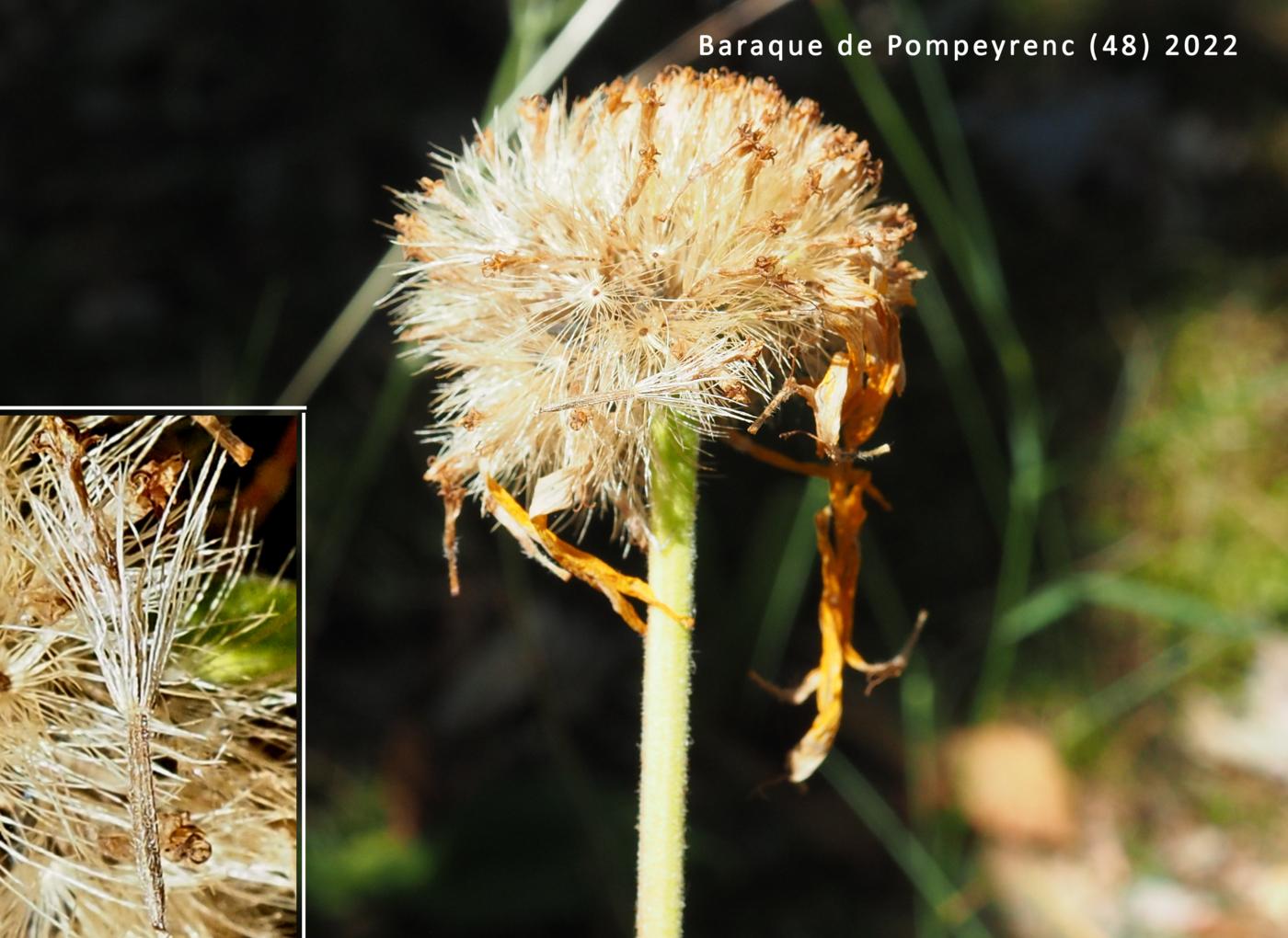 Arnica fruit